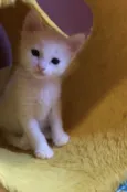 Mano