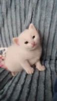 Mano