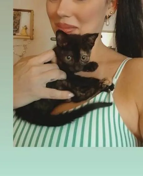 Gato ra a Srd idade Abaixo de 2 meses nome Lili