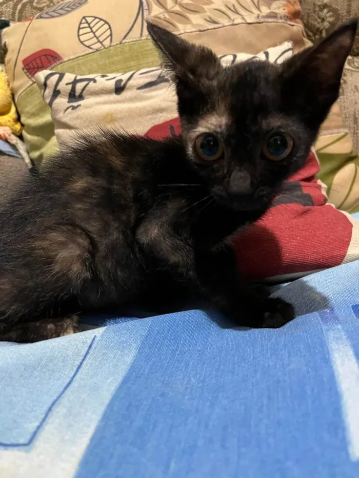 Gato ra a Srd idade Abaixo de 2 meses nome Lili