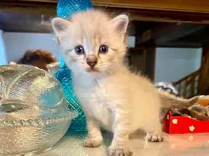 Gato raça Srd idade Abaixo de 2 meses nome Cadu