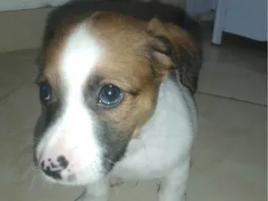 Cachorro raça SRD-ViraLata idade 2 a 6 meses nome Billy