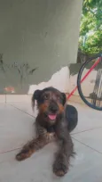 Cadu