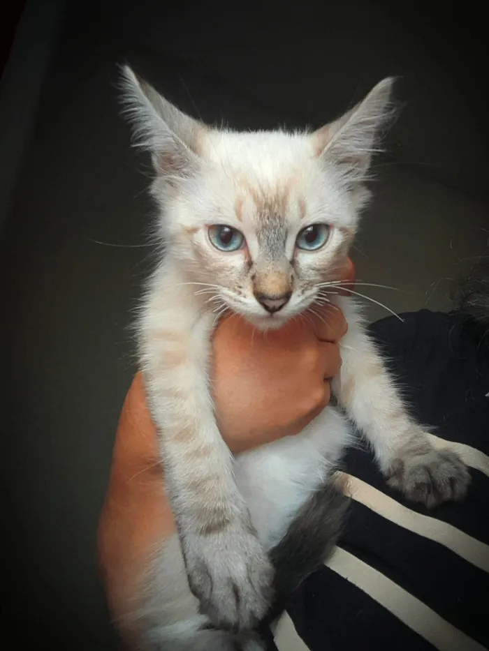 Gato ra a SRD-ViraLata idade 2 a 6 meses nome Andre