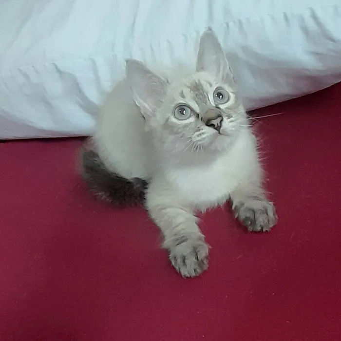 Gato ra a SRD-ViraLata idade 2 a 6 meses nome Andre