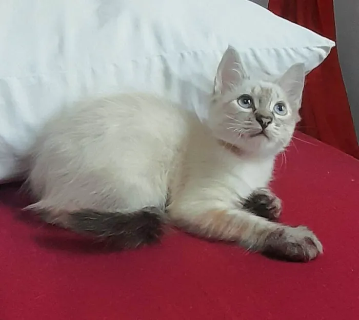 Gato ra a SRD-ViraLata idade 2 a 6 meses nome Andre