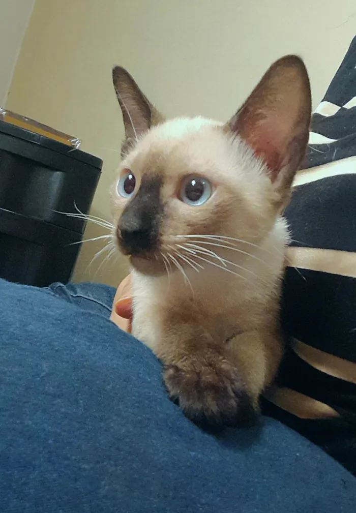 Gato ra a SRD-ViraLata idade 2 a 6 meses nome Suplinha