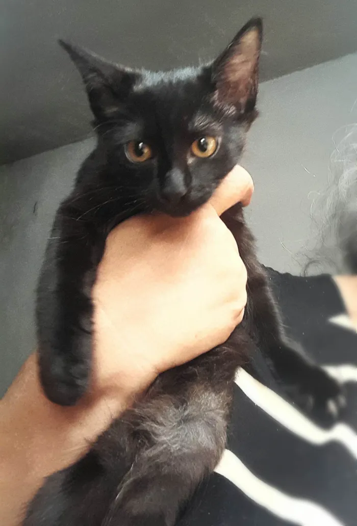 Gato ra a SRD-ViraLata idade 2 a 6 meses nome Angra