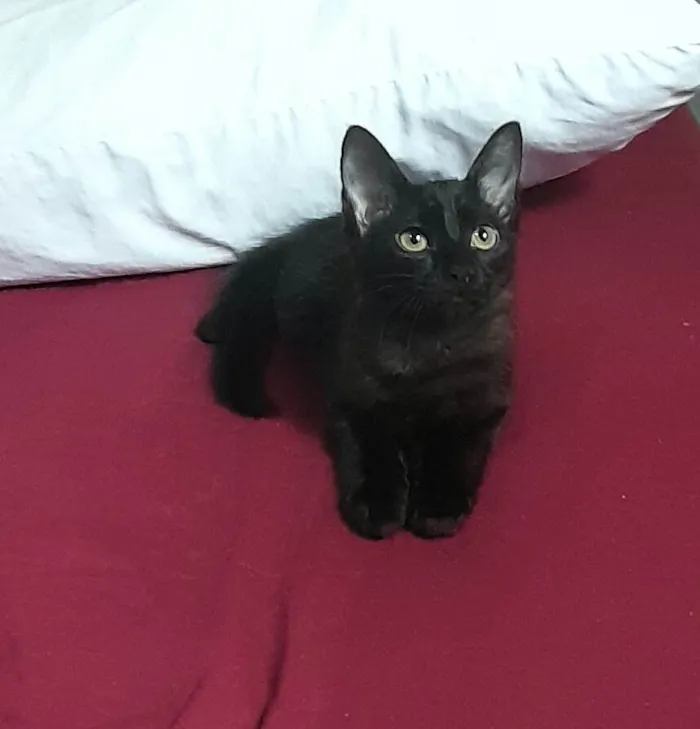 Gato ra a SRD-ViraLata idade 2 a 6 meses nome Angra