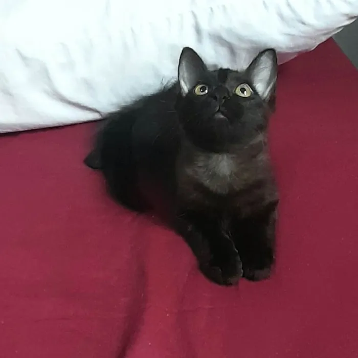Gato ra a SRD-ViraLata idade 2 a 6 meses nome Angra