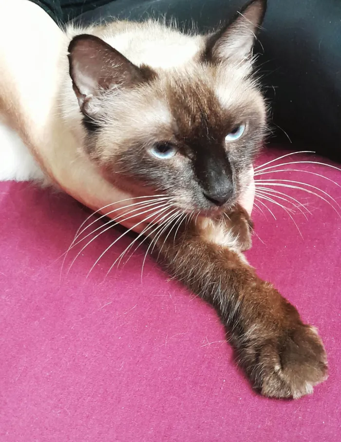 Gato ra a SRD-ViraLata idade 2 anos nome Vicky