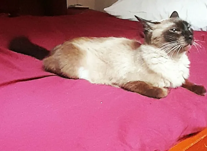 Gato ra a SRD-ViraLata idade 2 anos nome Vicky