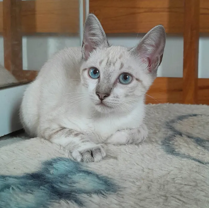 Gato ra a srd idade 2 a 6 meses nome Kelly
