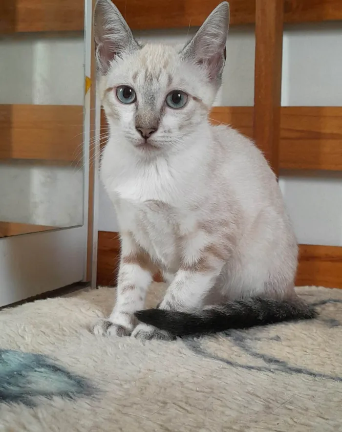 Gato ra a srd idade 2 a 6 meses nome Kelly