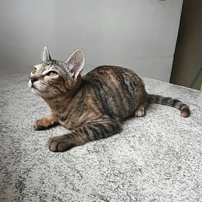 Gato ra a SRD-ViraLata idade 2 a 6 meses nome Belle