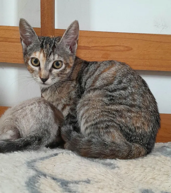 Gato ra a SRD-ViraLata idade 2 a 6 meses nome Belle