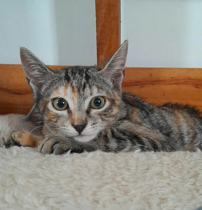 Gato ra a SRD-ViraLata idade 2 a 6 meses nome Belle
