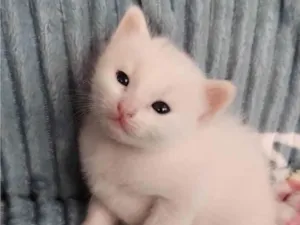 Gato raça Srd  idade Abaixo de 2 meses nome Mano