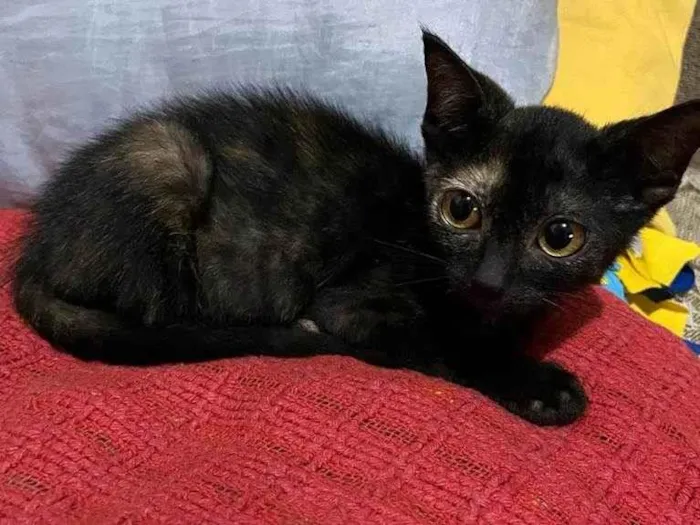 Gato ra a Srd idade Abaixo de 2 meses nome Lili