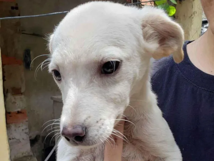 Cachorro ra a vira lata  idade 2 a 6 meses nome sem nome