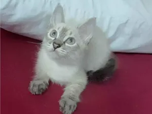 Gato raça SRD-ViraLata idade 2 a 6 meses nome Andre