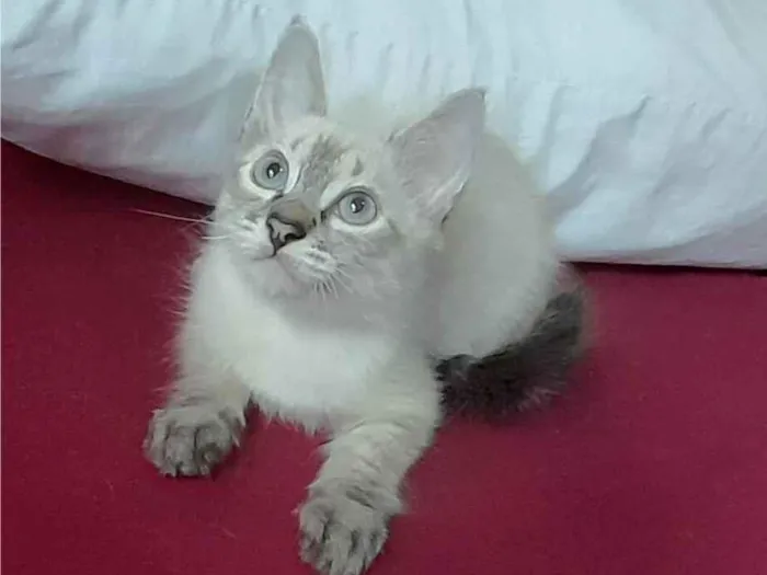 Gato ra a SRD-ViraLata idade 2 a 6 meses nome Andre