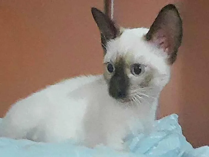 Gato ra a SRD-ViraLata idade 2 a 6 meses nome Suplinha