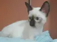 Suplinha