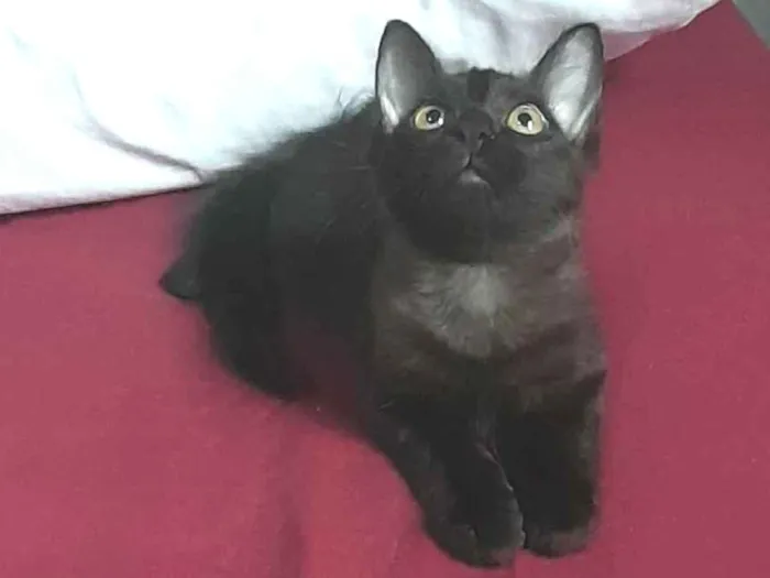Gato ra a SRD-ViraLata idade 2 a 6 meses nome Angra