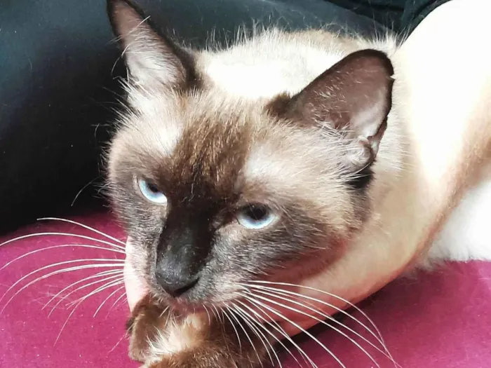 Gato ra a SRD-ViraLata idade 2 anos nome Vicky
