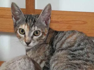 Gato raça SRD-ViraLata idade 2 a 6 meses nome Belle