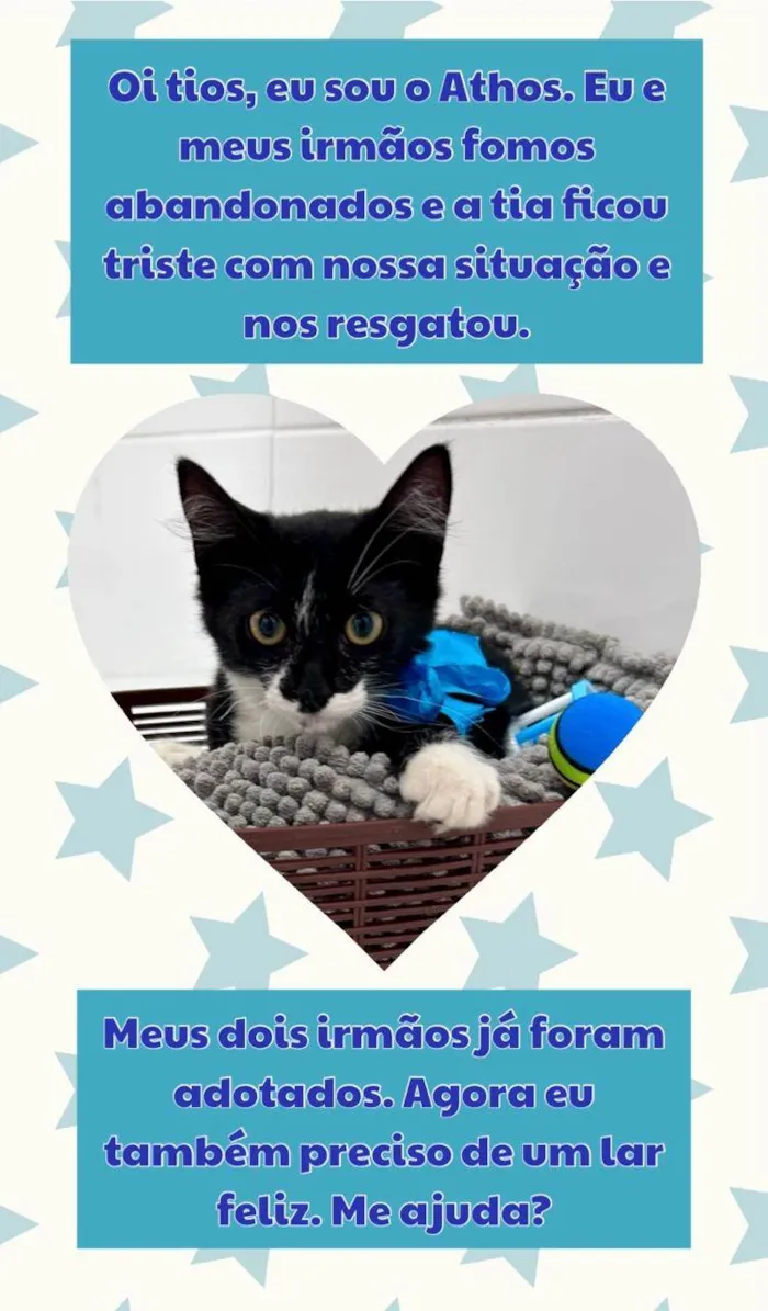 Gato ra a SRD-ViraLata idade 2 a 6 meses nome Athos