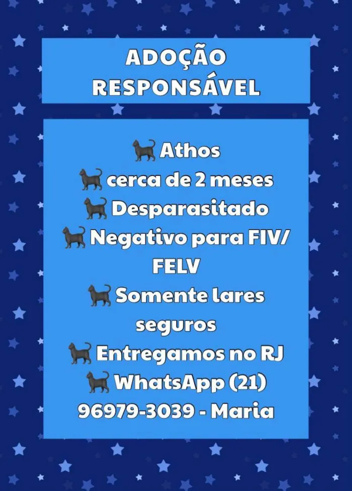Gato ra a SRD-ViraLata idade 2 a 6 meses nome Athos