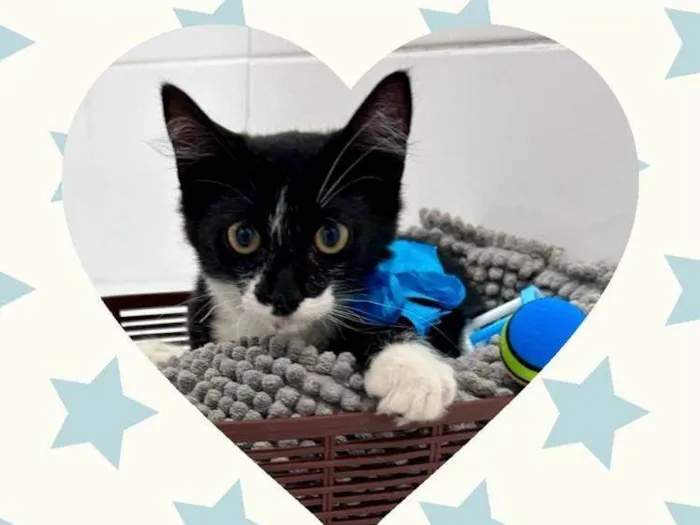 Gato ra a SRD-ViraLata idade 2 a 6 meses nome Athos