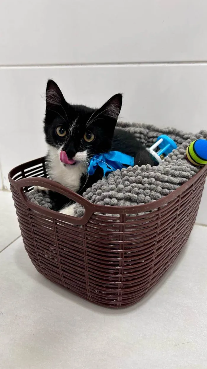 Gato ra a SRD-ViraLata idade 2 a 6 meses nome Athos