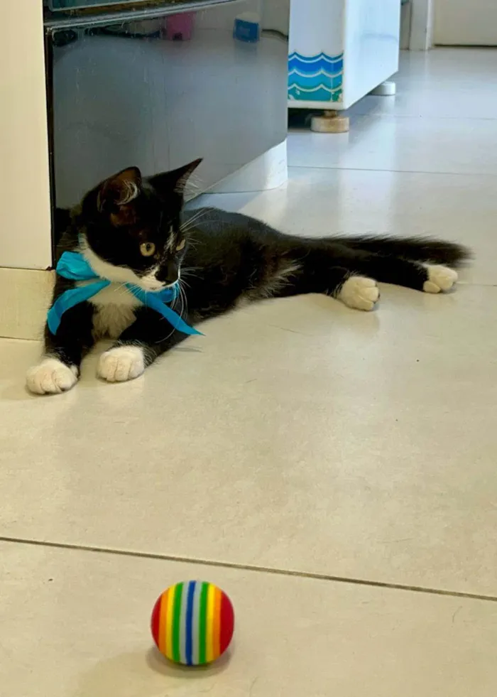 Gato ra a SRD-ViraLata idade 2 a 6 meses nome Athos