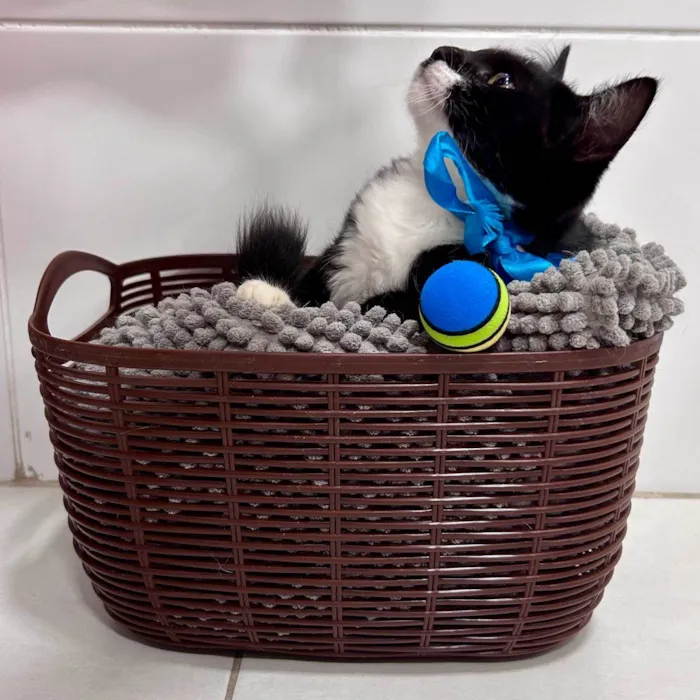 Gato ra a SRD-ViraLata idade 2 a 6 meses nome Athos