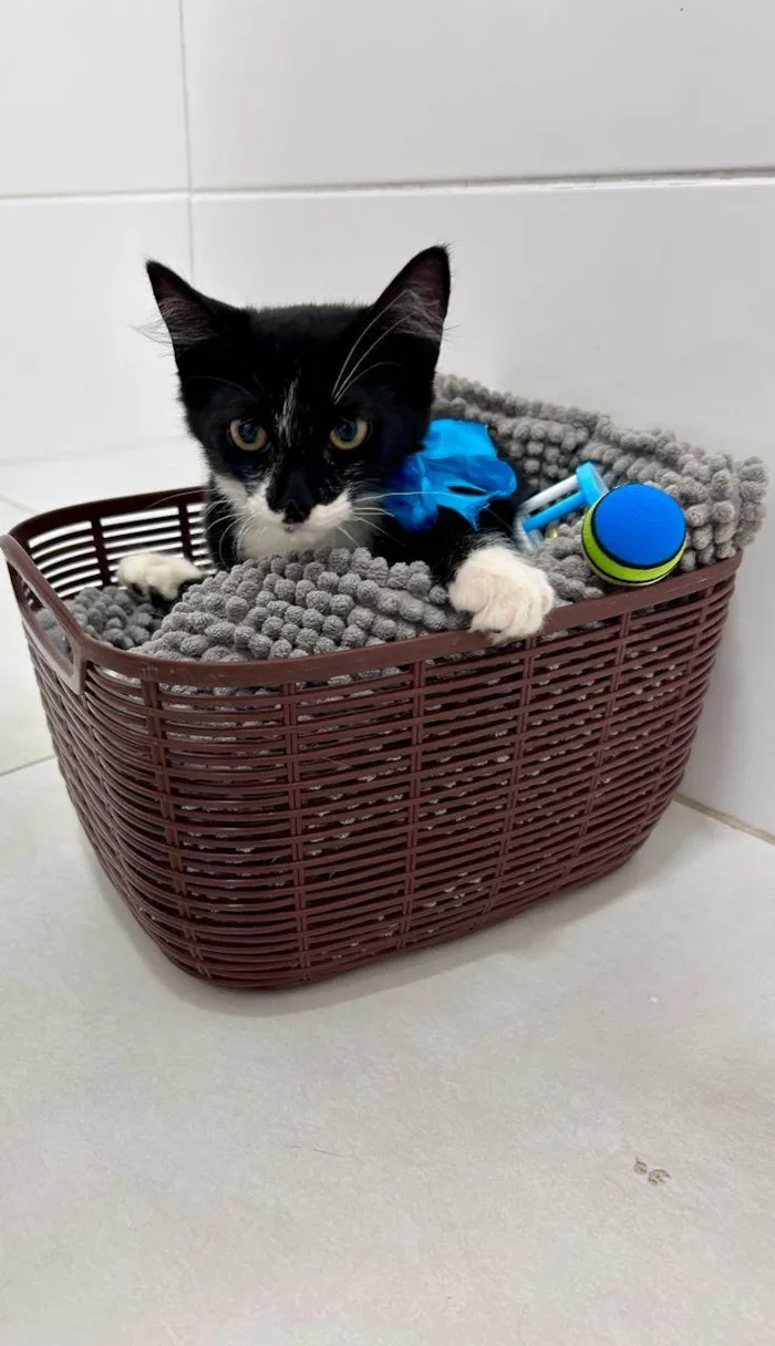 Gato ra a SRD-ViraLata idade 2 a 6 meses nome Athos
