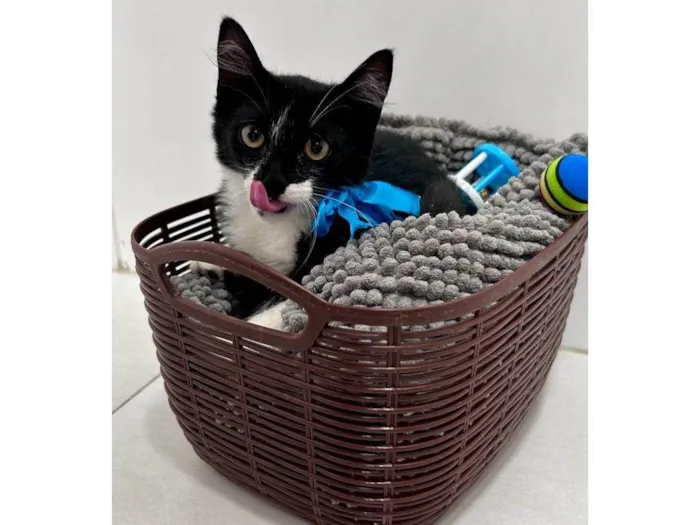 Gato ra a SRD-ViraLata idade 2 a 6 meses nome Athos
