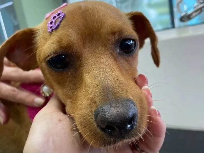 Cachorro ra a SRD-ViraLata idade 1 ano nome BELINHA