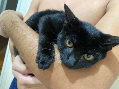 Gato raça SRD-ViraLata idade 2 a 6 meses nome Rubi