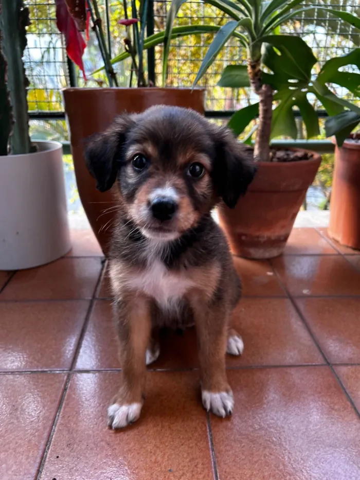 Cachorro ra a Sem raça definida idade Abaixo de 2 meses nome Sem nome