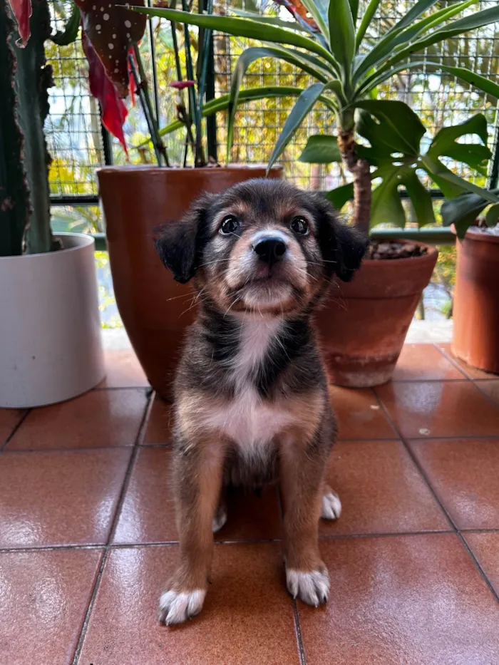 Cachorro ra a Sem raça definida idade Abaixo de 2 meses nome Sem nome