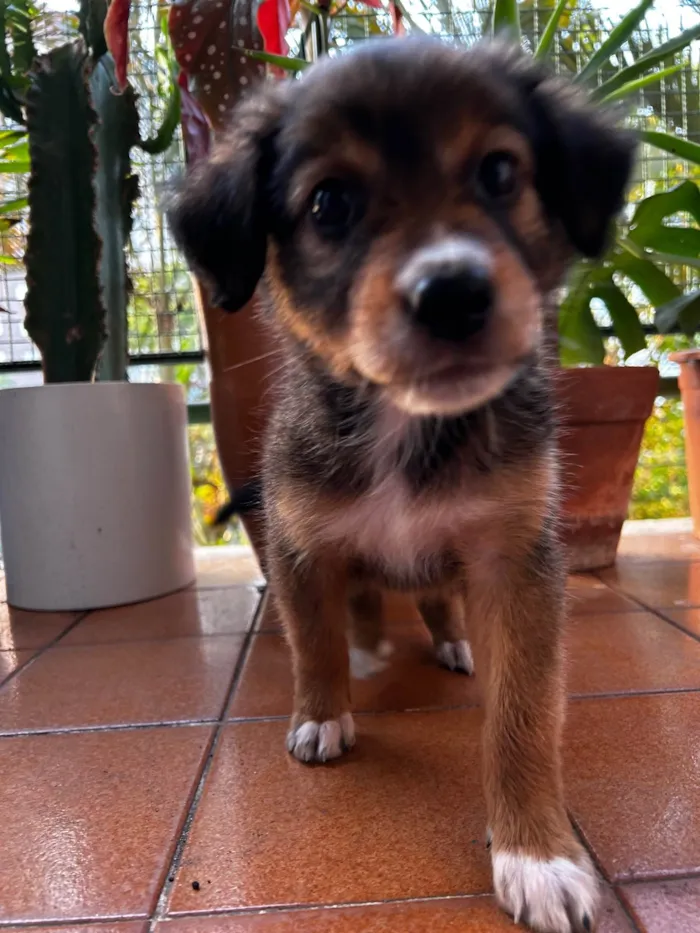 Cachorro ra a Sem raça definida idade Abaixo de 2 meses nome Sem nome