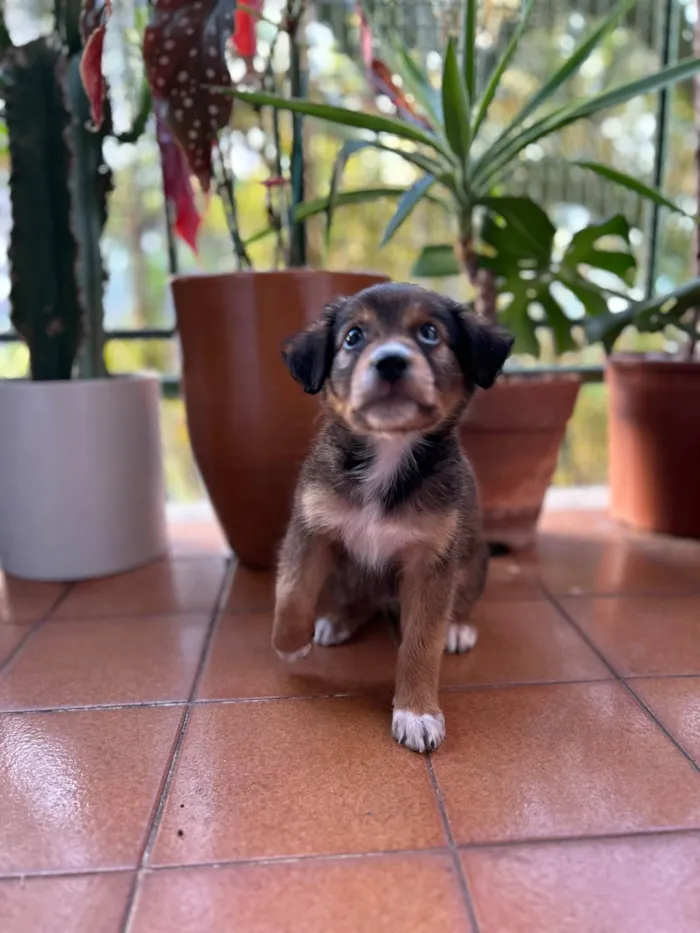 Cachorro ra a Sem raça definida idade Abaixo de 2 meses nome Sem nome
