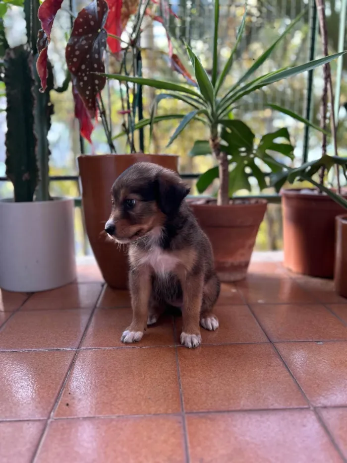 Cachorro ra a Sem raça definida idade Abaixo de 2 meses nome Sem nome