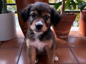 Cachorro raça Sem raça definida idade Abaixo de 2 meses nome Sem nome