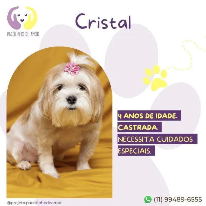Cachorro ra a Lhasa Apso idade 4 anos nome Cristal