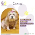 Cristal