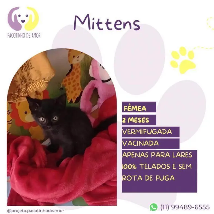 Gato ra a SRD-ViraLata idade 2 a 6 meses nome Mittens